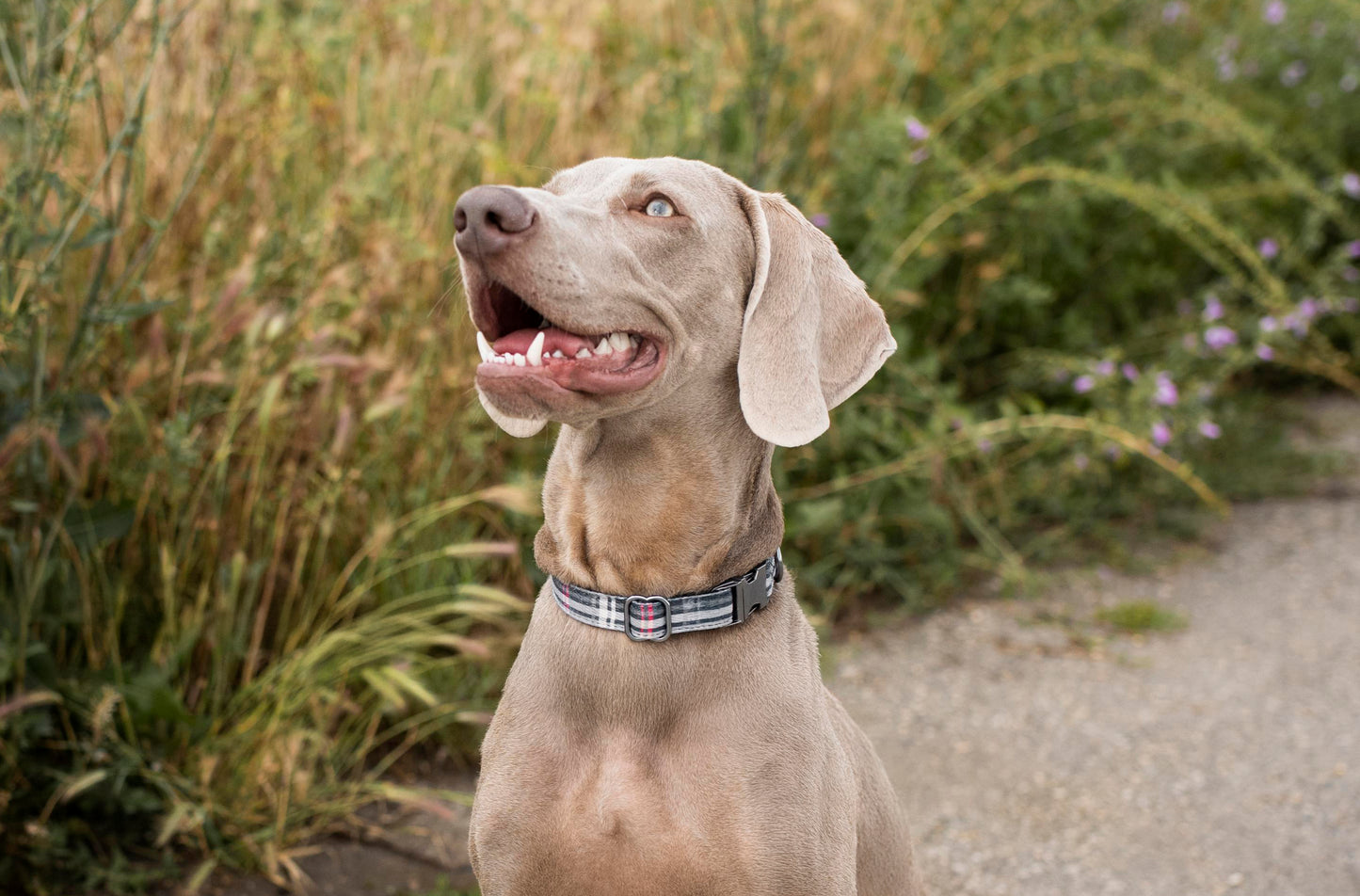 Adjustable Collar