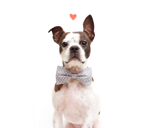 Sewing Pattern for Dog Bow Tie