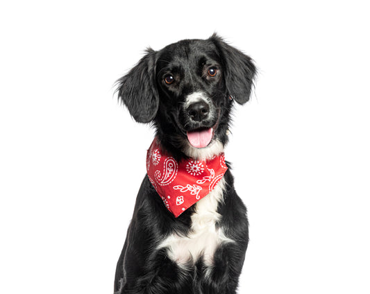 Sewing Pattern for Over the Collar Bandana