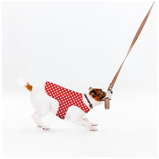 Dog Jacket
