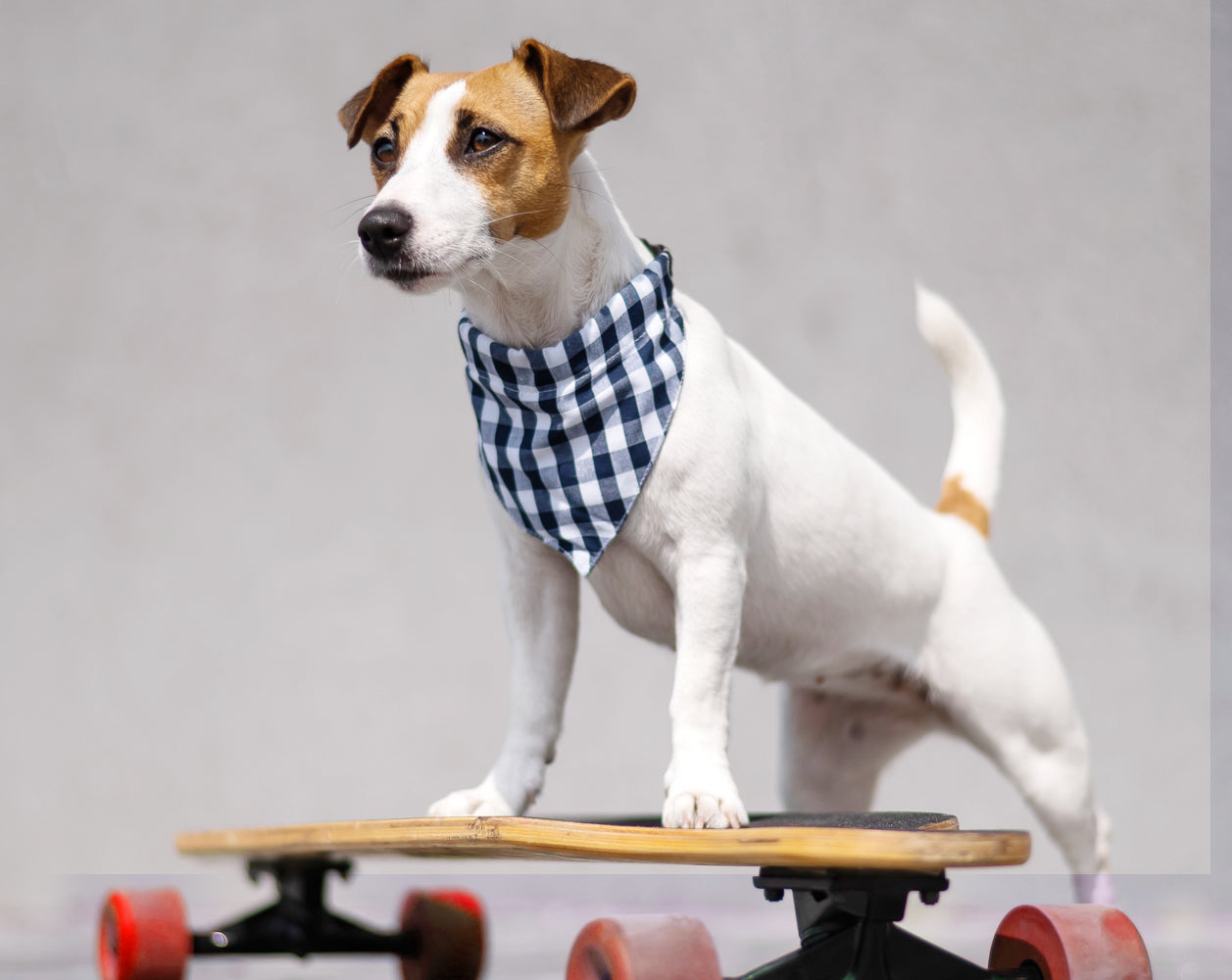 Scrunchie Dog Bandana